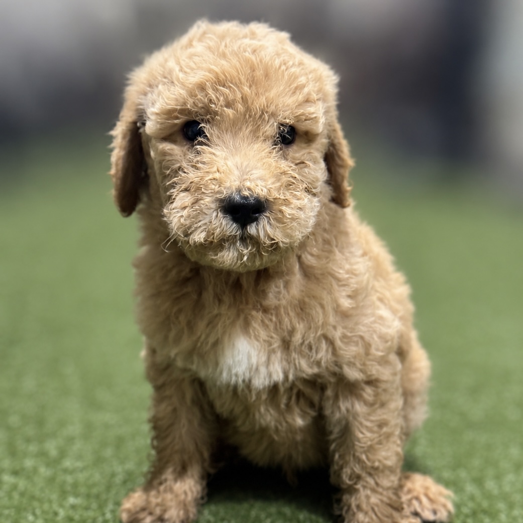 Photo of a goldendoodle puppy