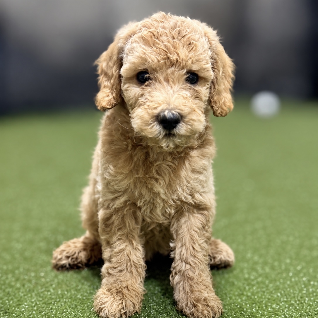 Photo of a goldendoodle puppy