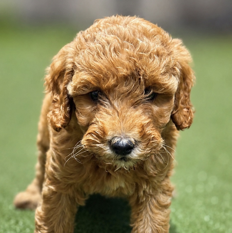 Photo of a goldendoodle puppy