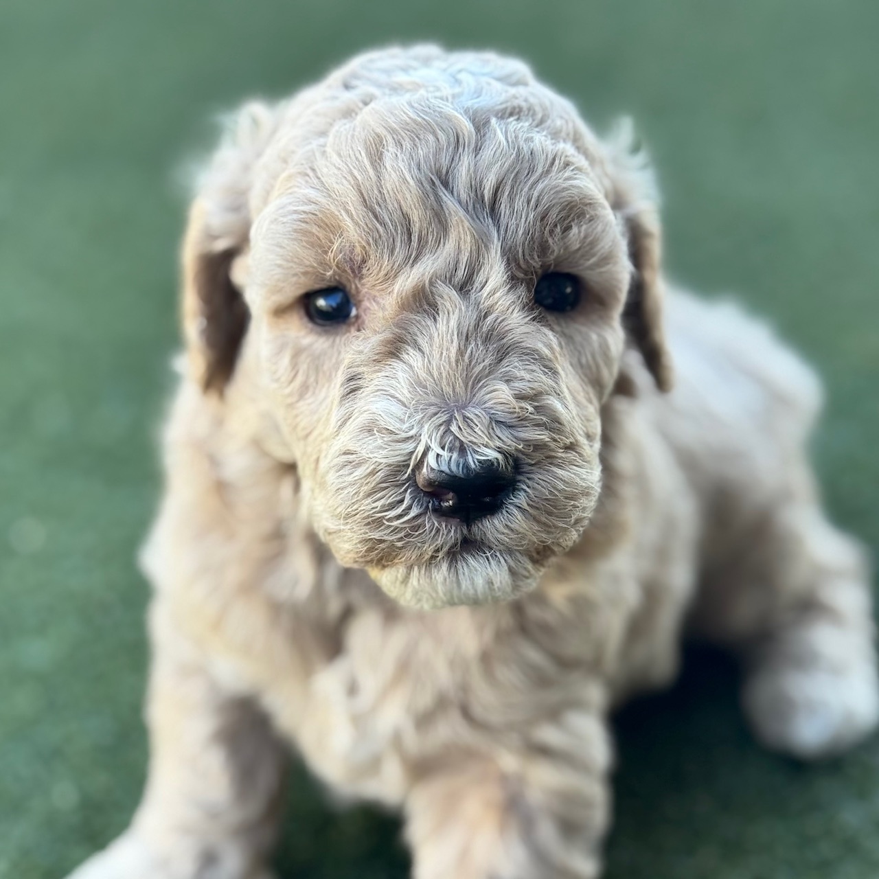 Photo of a goldendoodle puppy