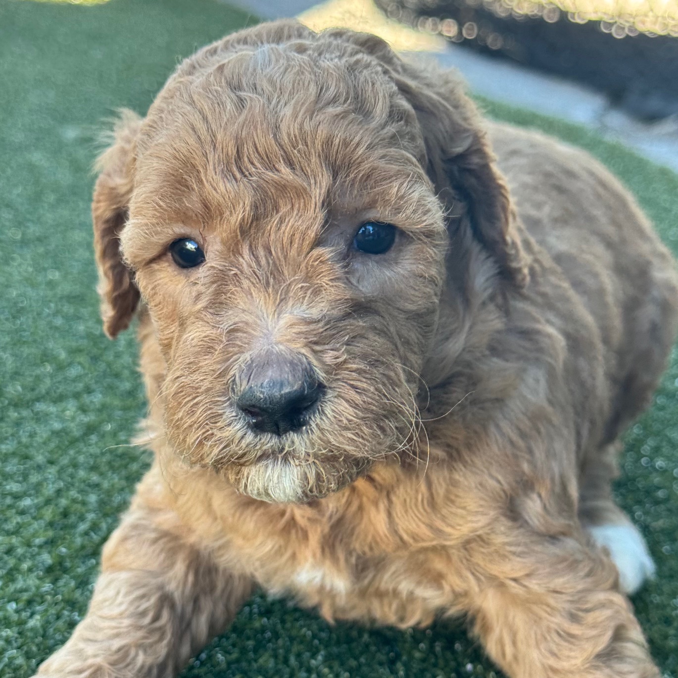 Photo of a goldendoodle puppy