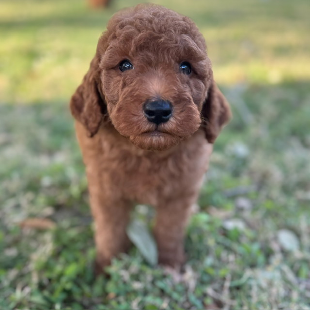 Photo of a goldendoodle puppy