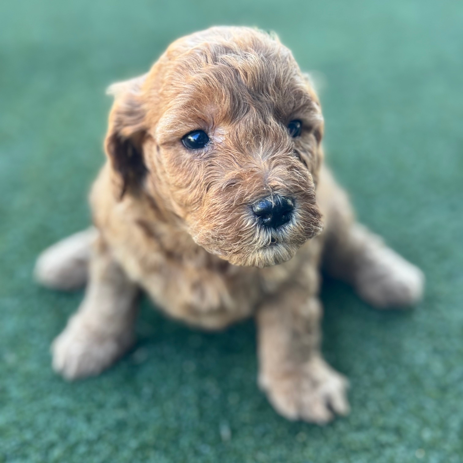 Photo of a goldendoodle puppy