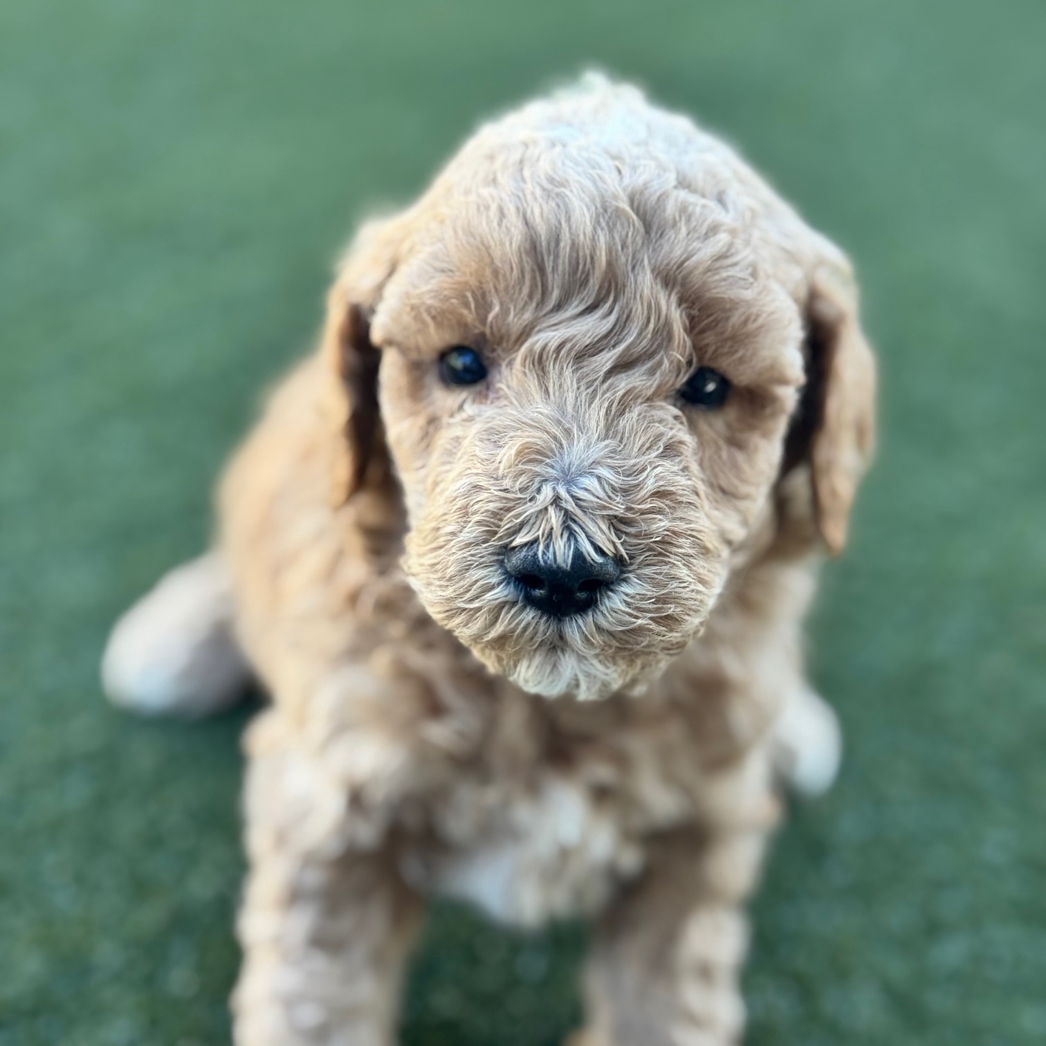 Photo of a goldendoodle puppy