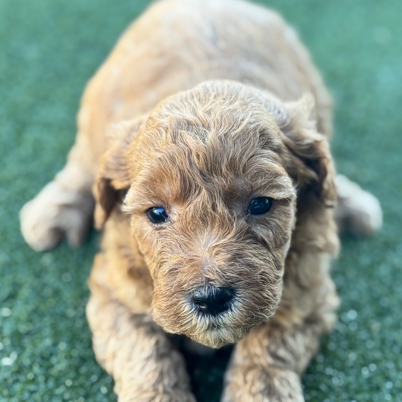 Photo of a goldendoodle puppy