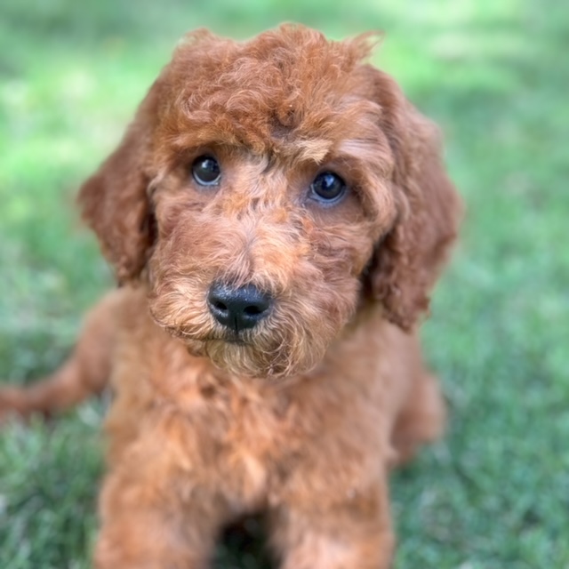 Photo of a goldendoodle puppy