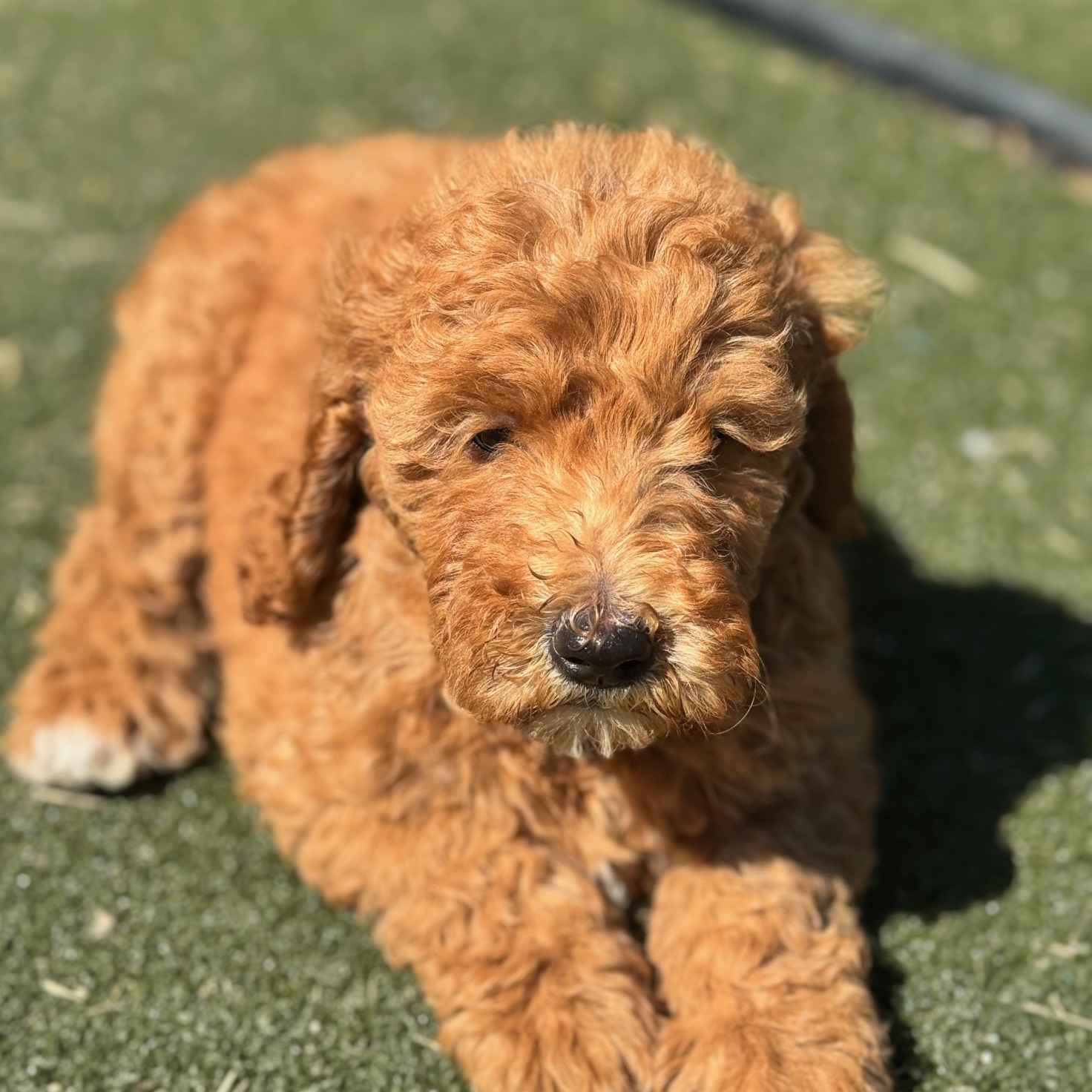 Photo of a goldendoodle puppy