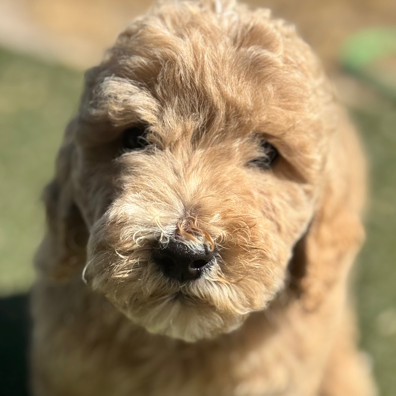 Photo of a goldendoodle puppy