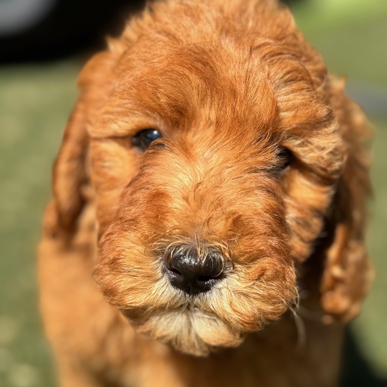 Photo of a goldendoodle puppy