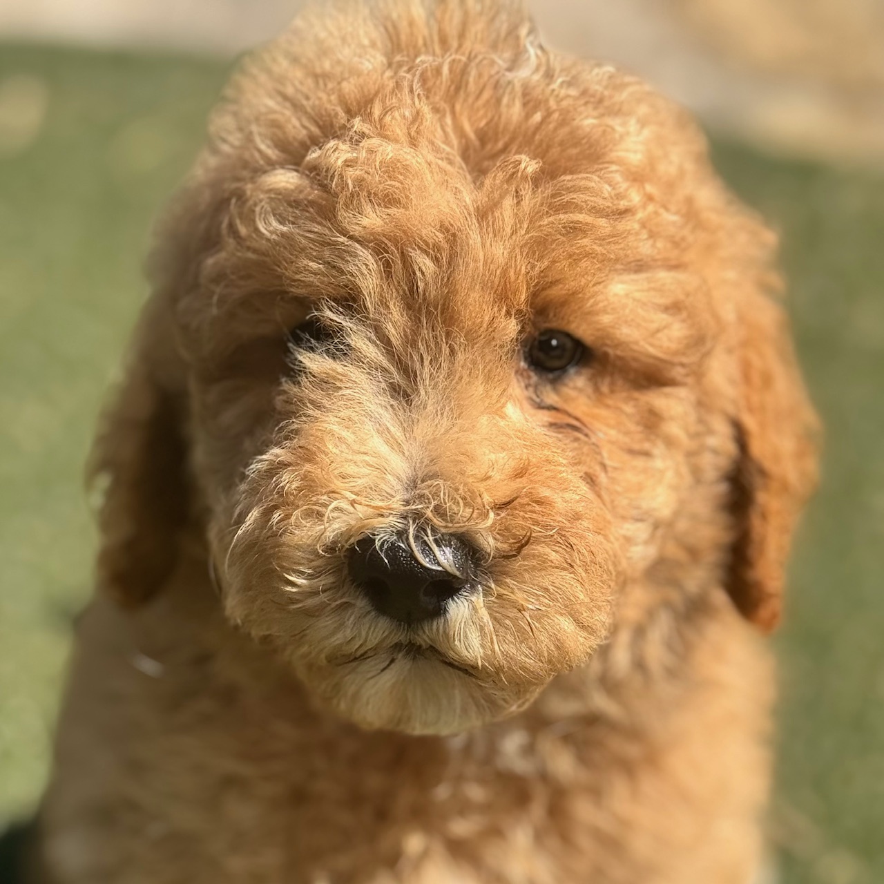Photo of a goldendoodle puppy