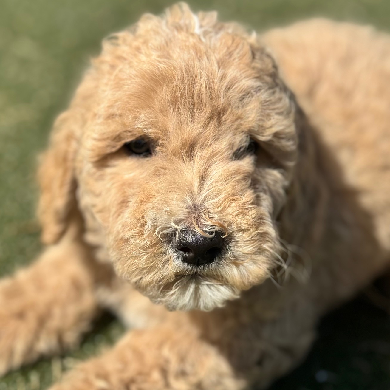 Photo of a goldendoodle puppy