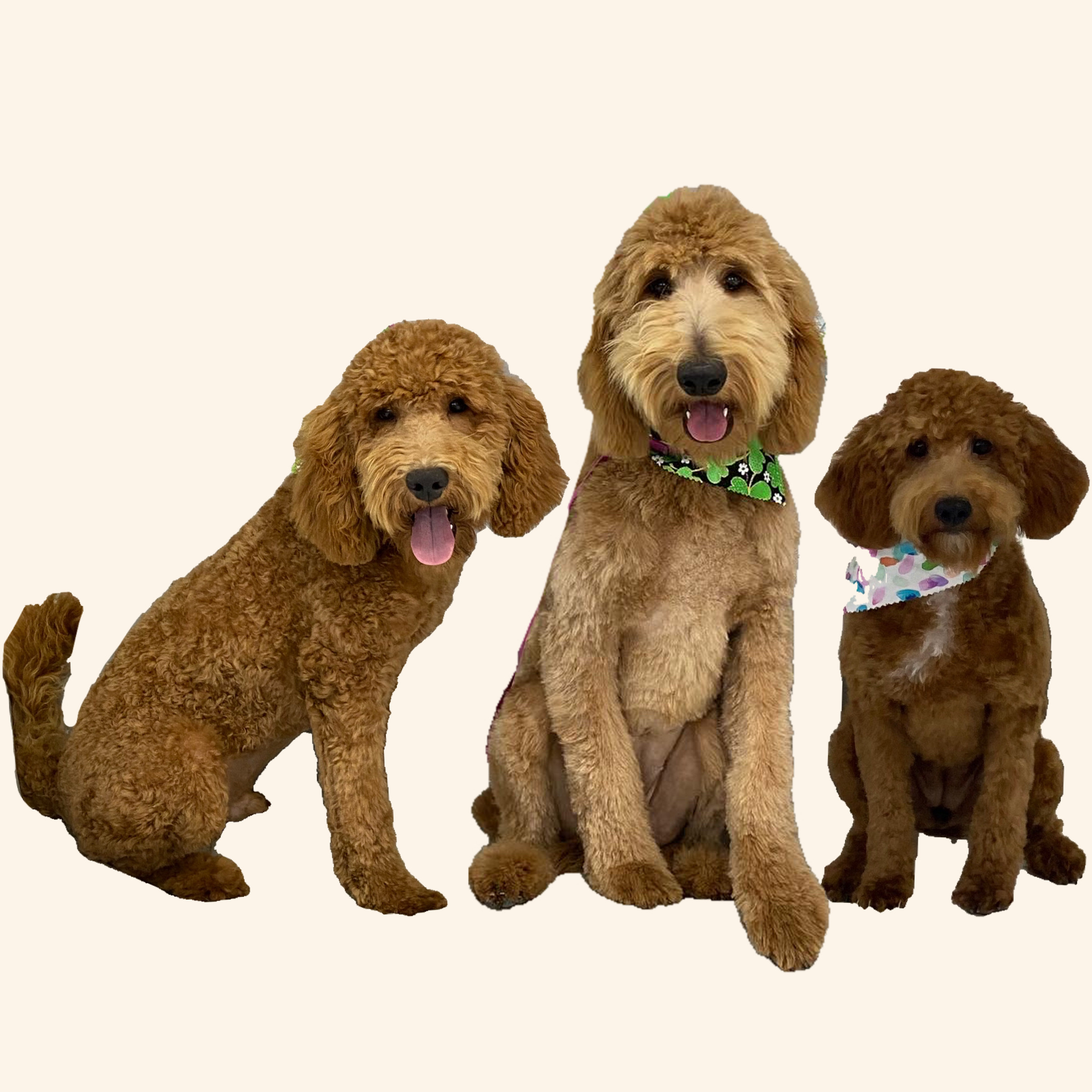 Garza's Goldendoodle Dogs, Chewy, Hanna, Lucy.